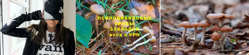 Галлюциногенные грибы Cubensis  закладка  Ахтубинск 